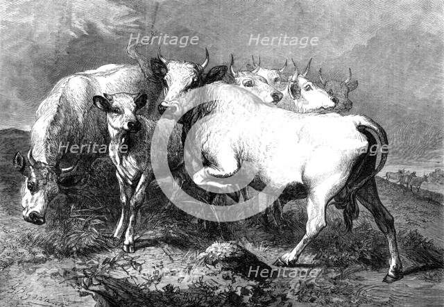 Chillingham wild cattle, 1872. Creator: Unknown.