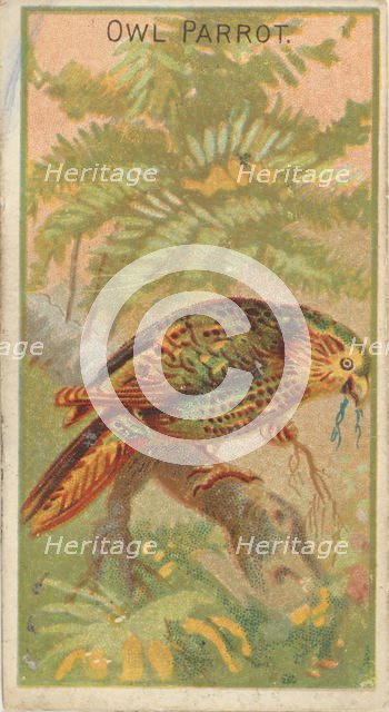 Owl Parrot, from the Birds of the Tropics series (N5) for Allen & Ginter Cigarettes Brands, 1889. Creator: Allen & Ginter.