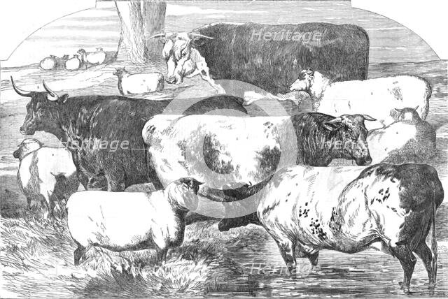 Prize Cattle, from the Exhibition of the Royal Agricultural Society, at Lincoln..., 1854. Creator: Unknown.