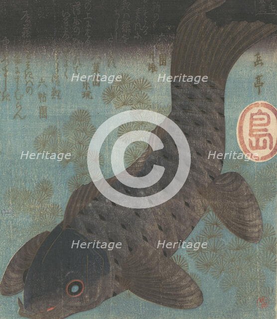 Carp and Pine. Creator: Gakutei.