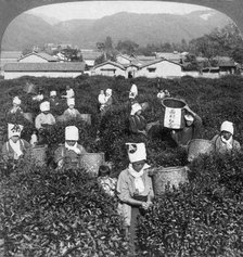 Tea-picking in Uji, Japan, 1904.Artist: Underwood & Underwood
