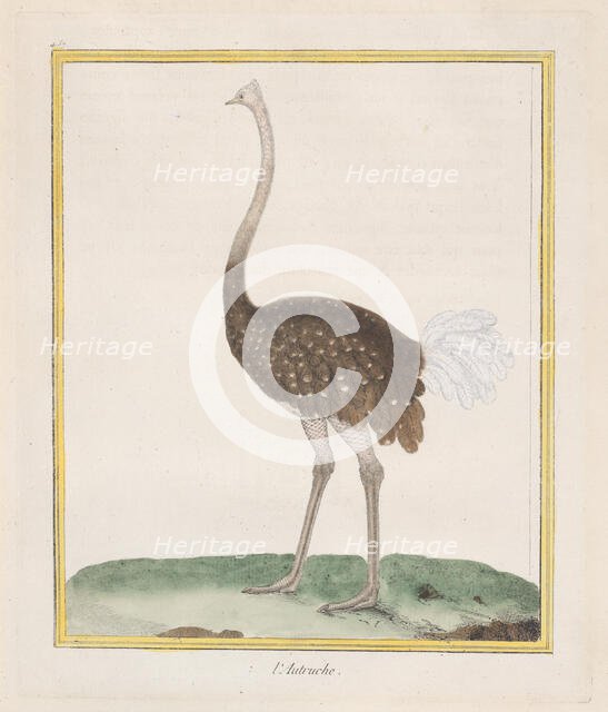 Autruche (Ostrich), 1770-86. Creator: François Nicolas Martinet.