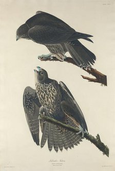 Labrador Falcon, 1834. Creator: Robert Havell.