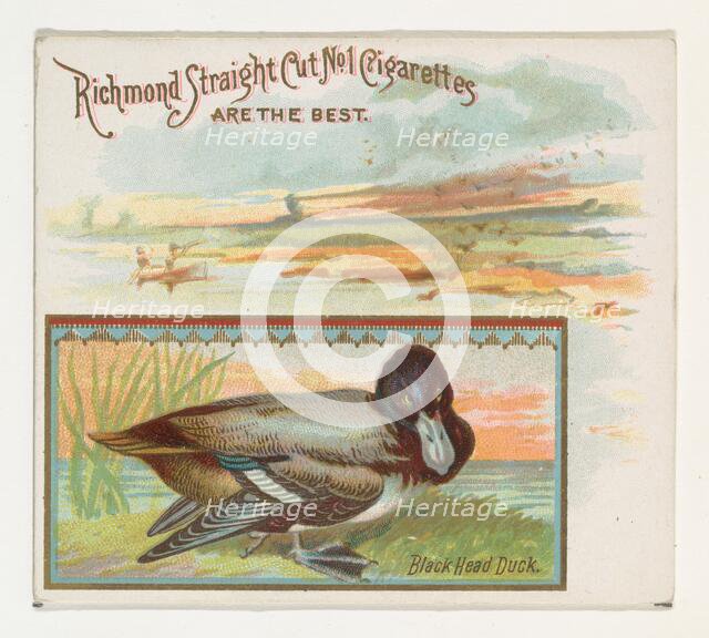 Black Head Duck, from the Game Birds series (N40) for Allen & Ginter Cigarettes, 1888-90. Creator: Allen & Ginter.
