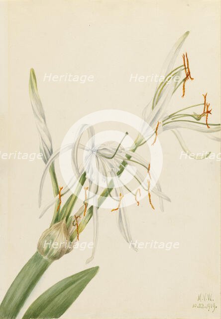 Spider Lily (Hymenocallis rotata), 1919. Creator: Mary Vaux Walcott.
