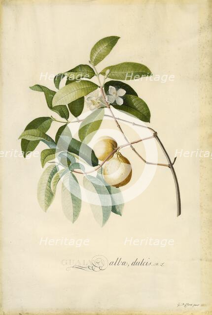 Guava, 1750s. Creator: Georg Dionysius Ehret.