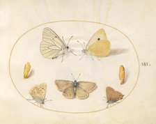 Plate 16: Five Butterflies and Two Chrysalides, c. 1575/1580. Creator: Joris Hoefnagel.