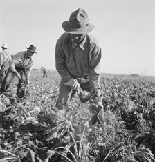 Topping sugar beets after lifter has loosened them. Near Ontario, Oregon, 1939. Creator: Dorothea Lange.