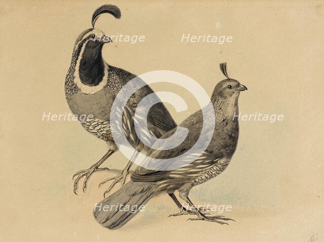 Gamble Quail, 1858. Creator: Charles Christian Nahl.