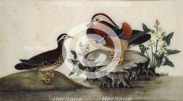 Two ducks and flowering water plants by a pond, late 19th century. Creator: Sunqua.