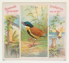 Pitta, from Birds of the Tropics series (N38) for Allen & Ginter Cigarettes, 1889. Creator: Allen & Ginter.
