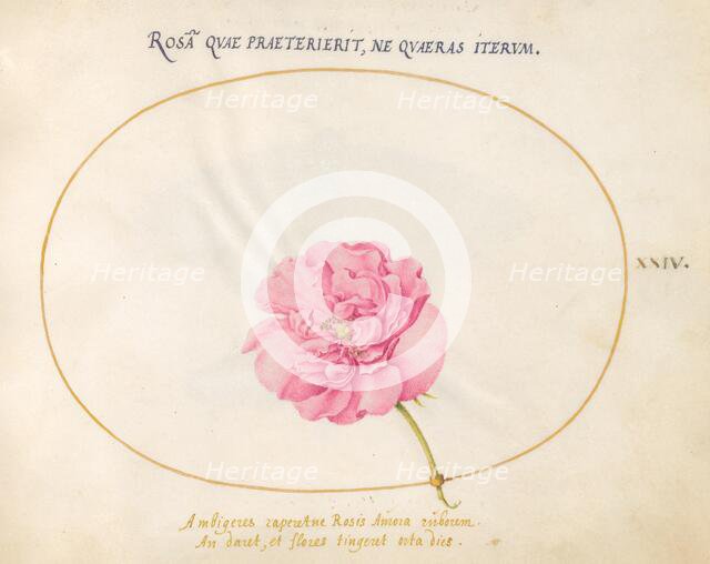 Plate 24: Pink Rose, c. 1575/1580. Creator: Joris Hoefnagel.