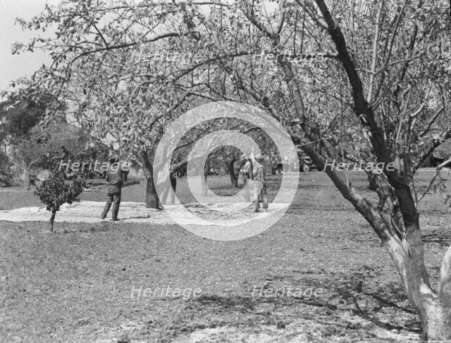 Harvesting on almond ranch, local day labor, near Walnut Creek, Contra Costa County, 1939. Creator: Dorothea Lange.