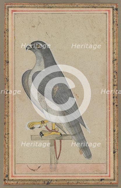 Falcon, c. 1770. Creator: Unknown.