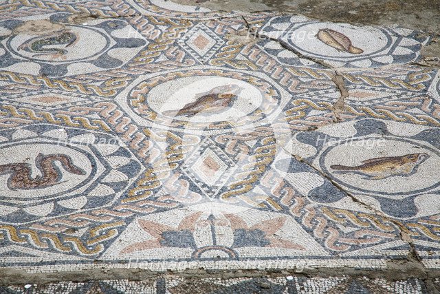 A mosaic floor in the House of the Amphitheatre, Merida, Spain, 2007. Artist: Samuel Magal