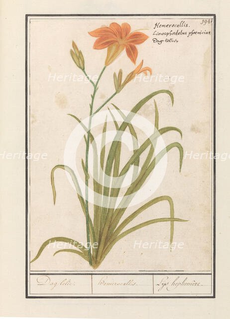 Orange Daylily (Hemerocallis), 1596-1610. Creators: Anselmus de Boodt, Elias Verhulst.