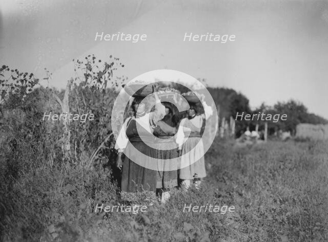 The Harvest-San Juan, c1905. Creator: Edward Sheriff Curtis.