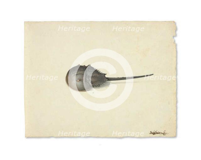 A Horseshoe Crab, n.d. Creator: Pieter Holsteyn the Younger.