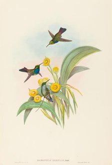 Damophila amabilis (Blue-breasted Hummingbird). Creators: John Gould, Henry Constantine Richter.