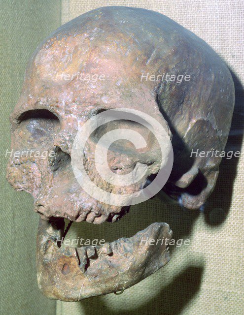 Cro-magnon skull. Artist: Unknown