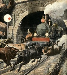 Bulls attacking a passengers train, in Cercedilla tunnel exit, in the Sierra de Guadarrama, Madri…