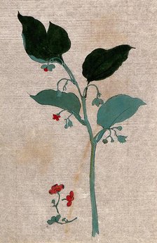 A plant, possibly of the Boraginaceae family: flowering stem with separate flowers. Creator: Unknown.