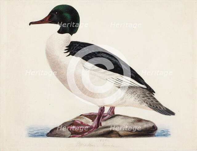Goosander, Male, 1834. Creator: Magnus von Wright.