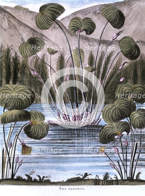 Papyrus reed (Cyperus papyrus), 1823. Artist: Unknown