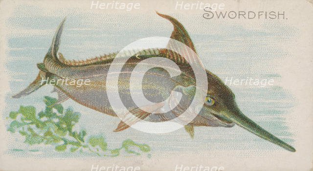 Swordfish, from the Fish from American Waters series (N8) for Allen & Ginter Cigarettes Br..., 1889. Creator: Allen & Ginter.