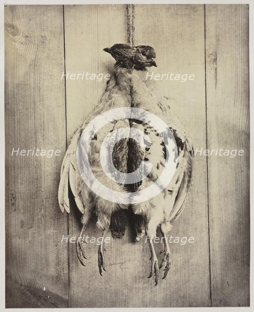 Partridges (recto), c. 1861. Creator: Captain N. Baily (British).