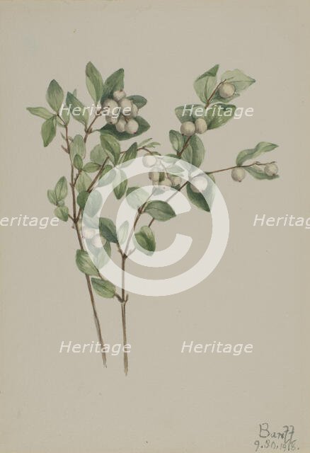 Snowberry (Symphoricarpos albus), 1918. Creator: Mary Vaux Walcott.