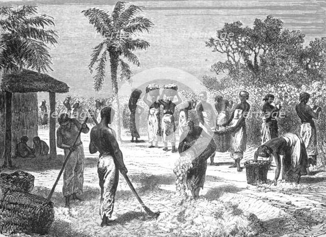 The Cotton Harvest; Rio De Janeiro and the Organ Mountains', 1875. Creator: Thomas Woodbine Hinchliff.