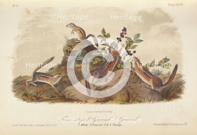 The Quadrupeds of North America (volume 1), 1849-1854. Creator: John James Audubon.