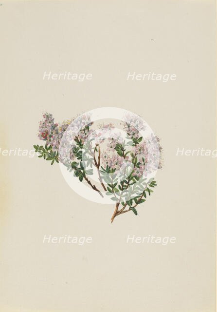 Sand Myrtle (Leiophyllum lyoni), ca. 1930s. Creator: Mary Vaux Walcott.