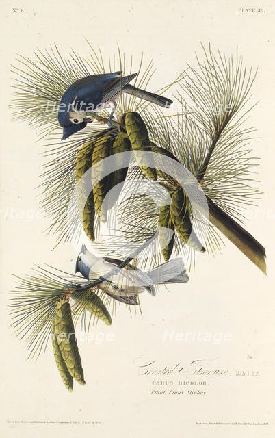 The black-crested titmouse. From "The Birds of America", 1827-1838. Creator: Audubon, John James (1785-1851).