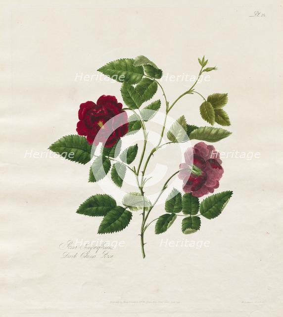 A Collection of Roses from Nature: Dark China Rose, 1799. Creator: Mary Lawrence (British).