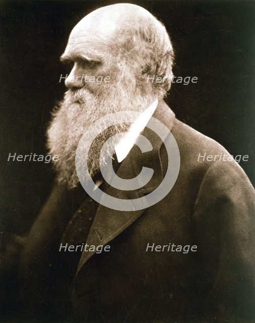 Charles Darwin, British naturalist, c1870s. Artist: Julia Margaret Cameron