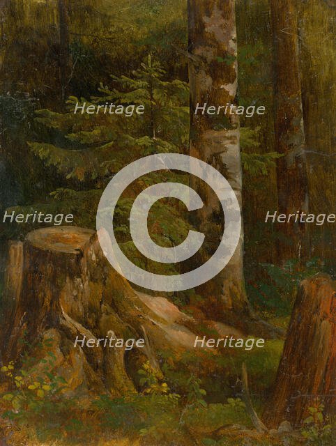 Coniferous woods, interior, 1860-1890. Creator: Friedrich Carl von Scheidlin.