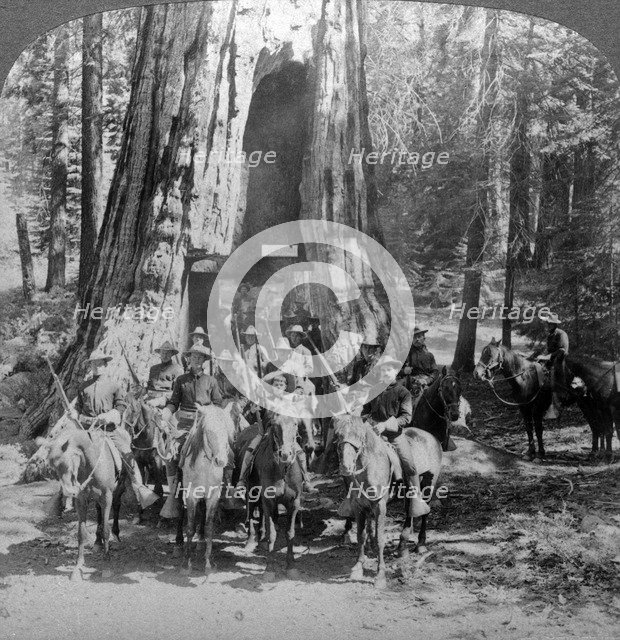 Cavalry passing through the great tree 'California', California, USA.Artist: Underwood & Underwood