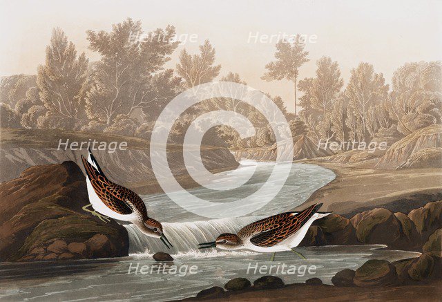 Little Sandpiper, Tringa Pusilla, 1845.