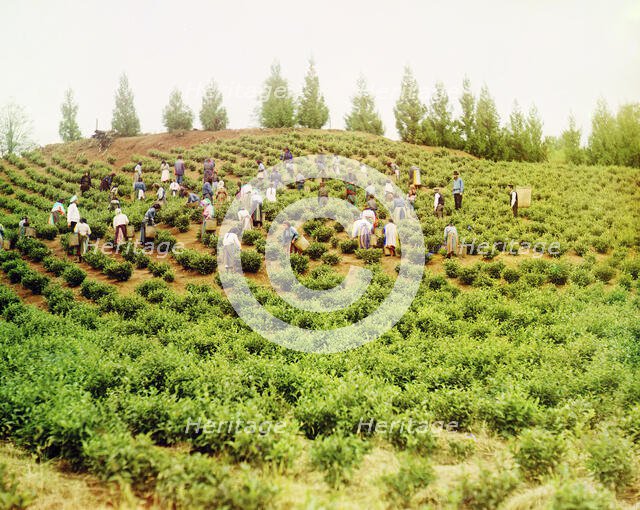 Harvesting tea: Group of Greek women, Caucasus [Chakva], between 1905 and 1915. Creator: Sergey Mikhaylovich Prokudin-Gorsky.