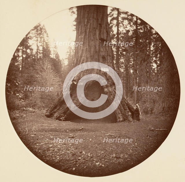 Pioneers Cabin - Calaveras Grove, ca. 1878. Creator: Carleton Emmons Watkins.