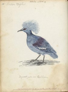 Crowned Pigeon, 1786. Creator: Jan Brandes.