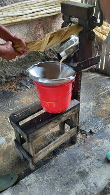 Pressing sugar cane to obtain juice demonstration in the woods of the outskirts of Trinidad, Cuba, Creator: Ethel Davies.