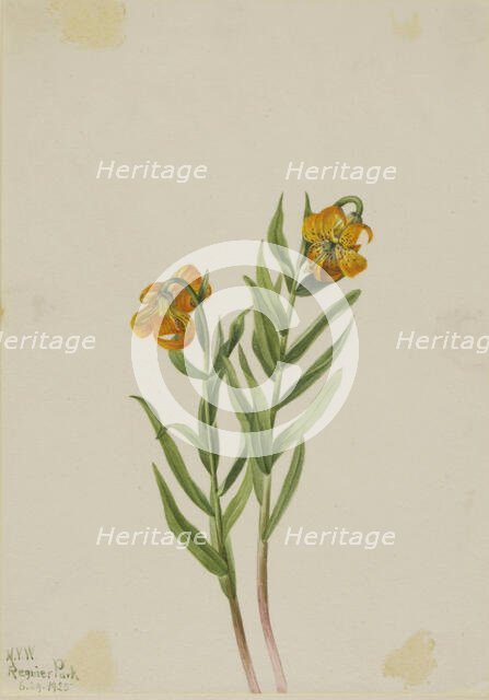 Columbia Lily (Lilium columbianum), 1925. Creator: Mary Vaux Walcott.