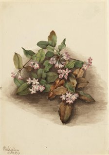 Trailing Arbutus (Epigaea repens), 1917. Creator: Mary Vaux Walcott.