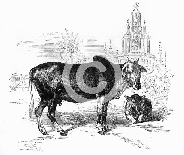'The Sacred Cow of India', c1891. Creator: James Grant.