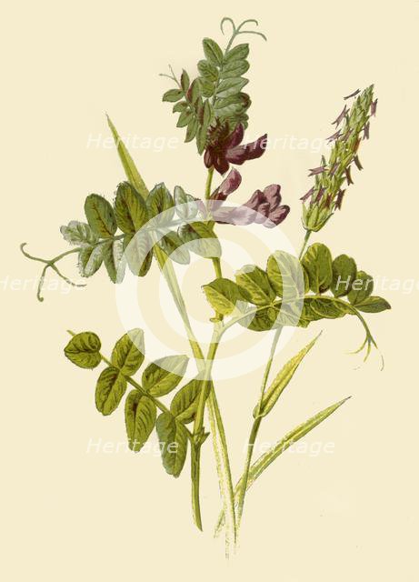 'Bush-Vetch & Sweet-Scented Vernal Grass', 1877. Creator: Frederick Edward Hulme.