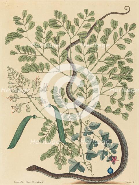 The Spotted Ribbon Snake (Coluber nebulosus?), published 1731-1743. Creator: Mark Catesby.
