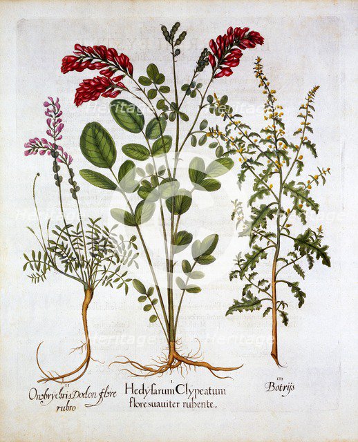 French Honeysuckle, Common Sainfoin and Feather Geranium/Jerusalem Oak, from 'Hortus Eystettensis', 